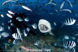 Found myself in the middle of a shark feed with a broken ... by Francesca Truter 